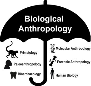 umbrella with sub-fields of biological anthropology