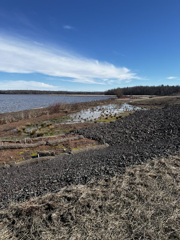 Manoomin (Wild Rice) and the Rights of Nature