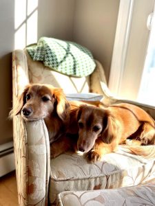 Lily's two cinnamon colored dachshunds, Rosie and Jedi laying on a chair in the sun. 