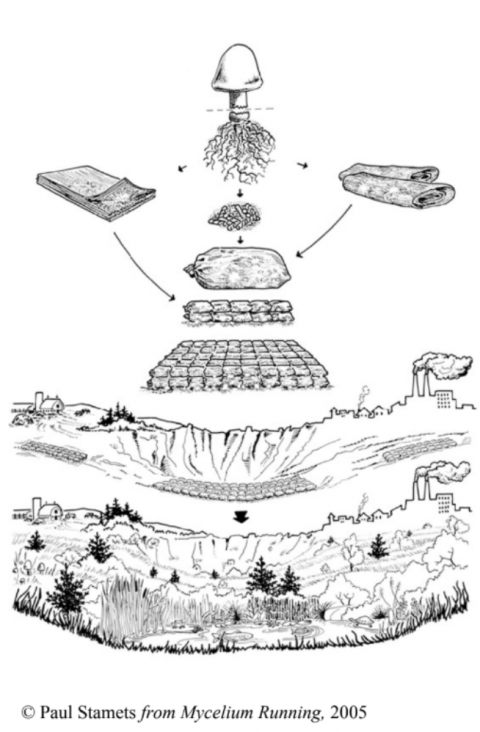Myceliem Running