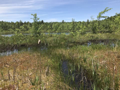 wetland