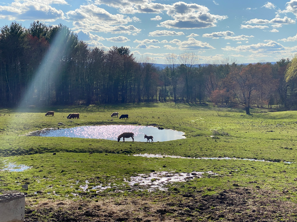 Sunlit meadow with livestock grazing near a pond