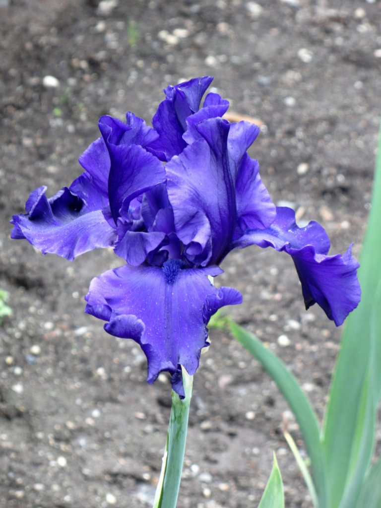 purple iris against gray earth