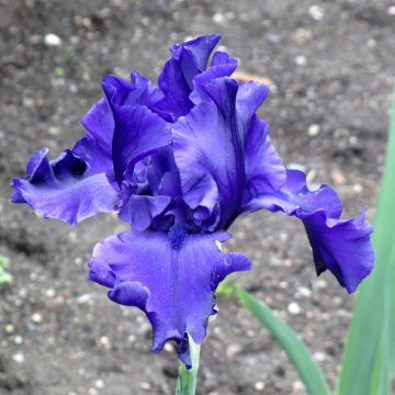 purple iris against gray ground