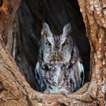 Laura Wallace's photo of a great horned owl