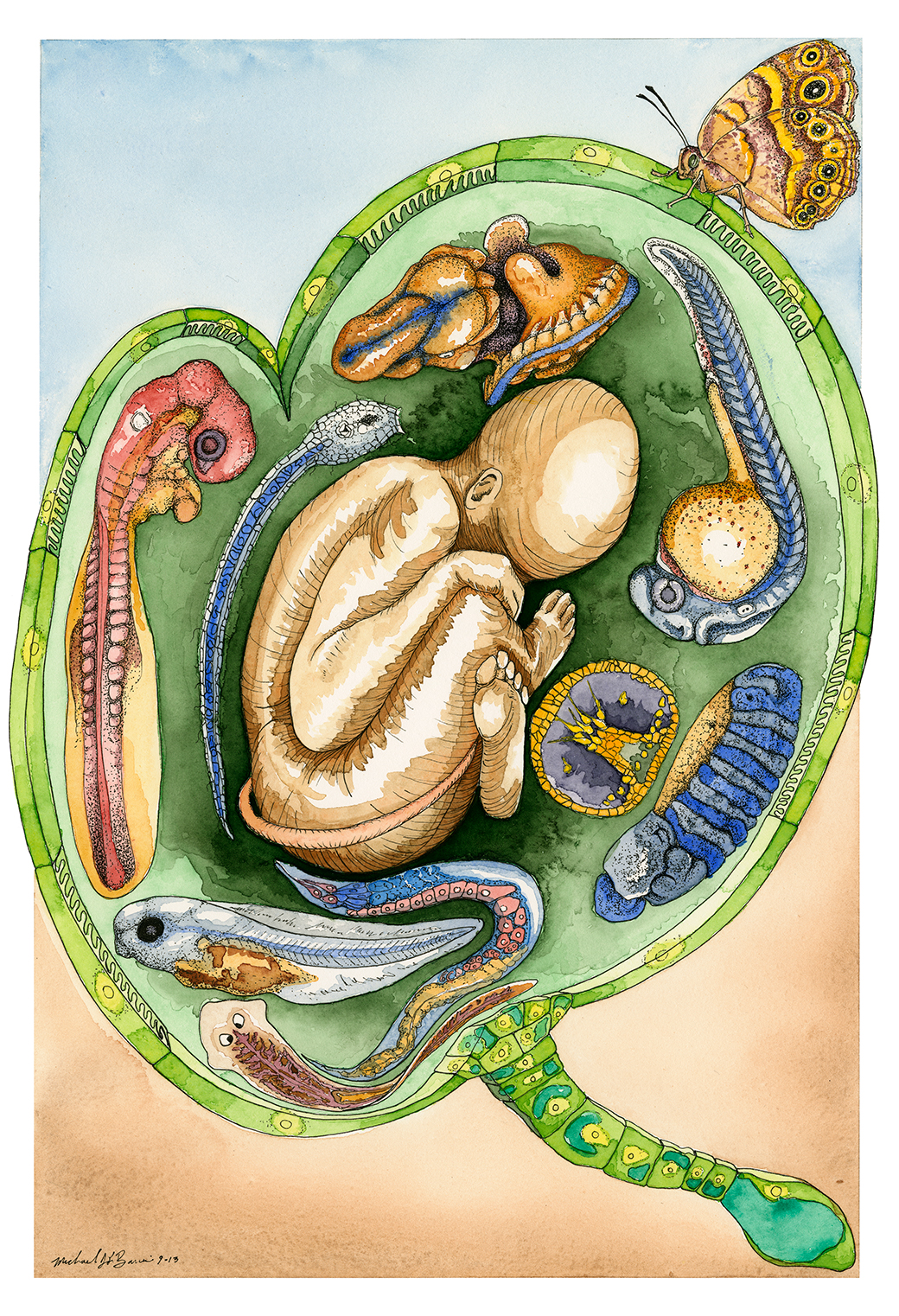  Michael Barresi's Developmental Biology Illustrated Video Series 