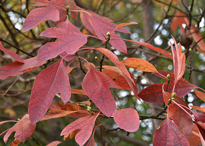 The mitten-shaped leaves of sassafras trees turn red in the fall.