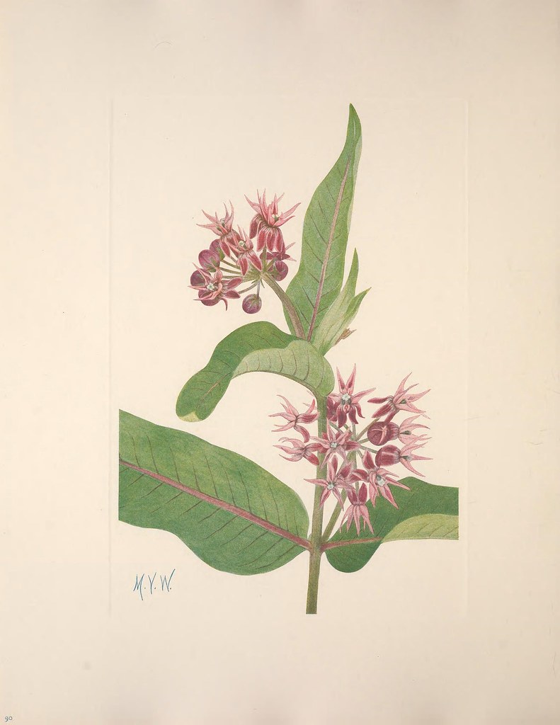 Historical illustration depicting the broad leaves and pink, star-shaped flowers of milkweed.