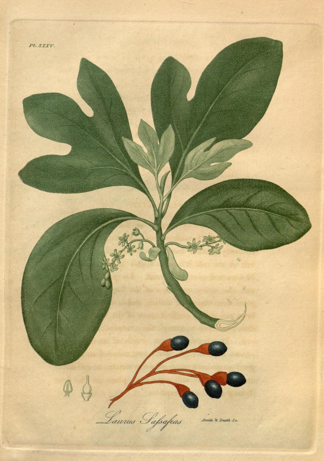 An antique scientific illustration of sassafras leaves, flowers, and berries.