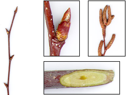 a small juvenile birch twig zoomed in to show the nodes and the cut inside of the twig which reveals a bright green cambium beneath the reddish brown exterior