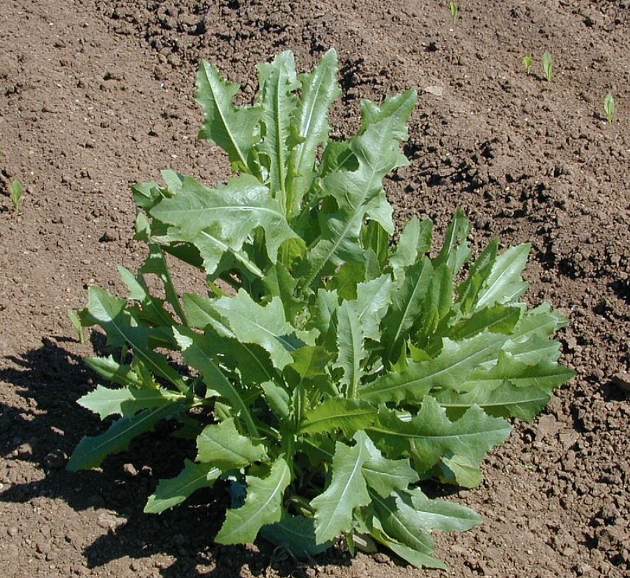 A prickly lettuce plant sitting on bare soil.