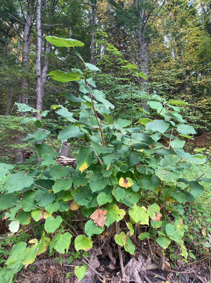 A small Basswood, Tilia americana, almost bush-like on the edge of a forest.