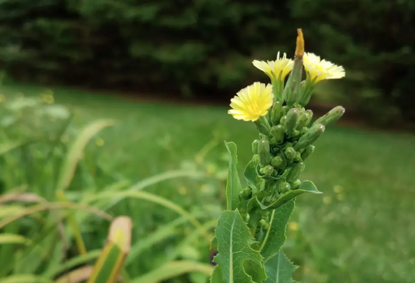 A flowering stalk of a prickly lettuce plant producing multiple yellow flowers. The flowers have petals in a radial formation.