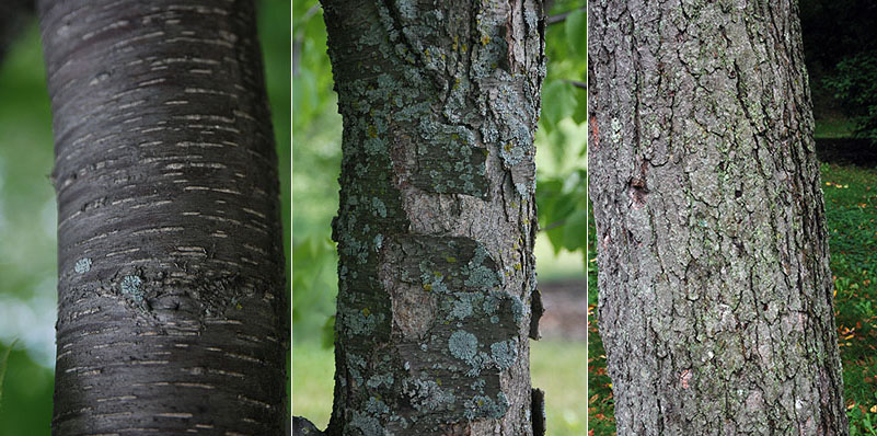 three images of birch bark with youngest on the left with horizontal striations, then middle tree has some bark peeling vertically as well with lots of lichen, and oldest tree has a darker reddish brown bark with lots of vertical cracking in the bark