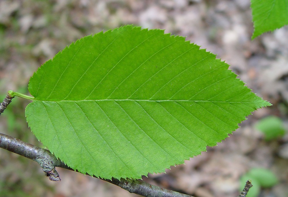 close-up of a sweet birch leaf that is a bright green with teeth-like edges