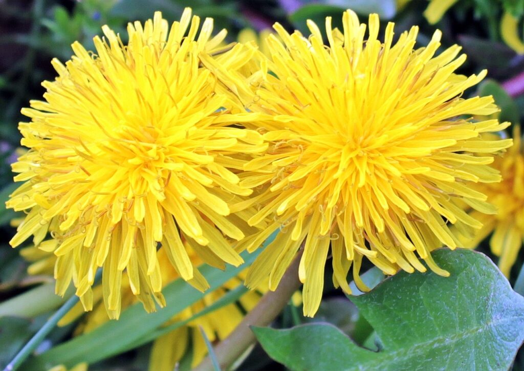 This is two yellow dandelion flowers next to each other in grass.