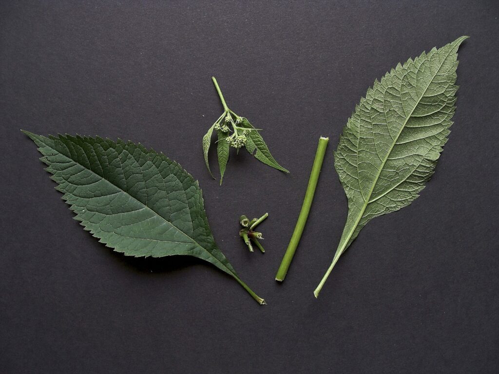 front and backsides of two green Joe-pye-weed leaves and the stems