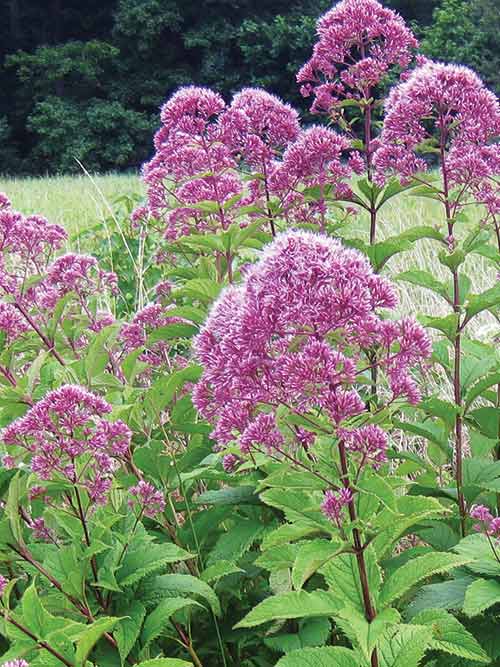 big purple flowers on the top of a tall green plant that is skinny