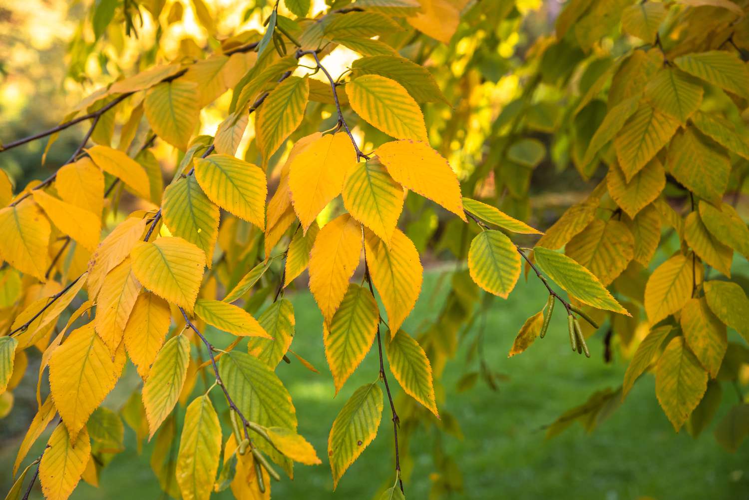 close up of birch tree branches as the leaves turn yellow