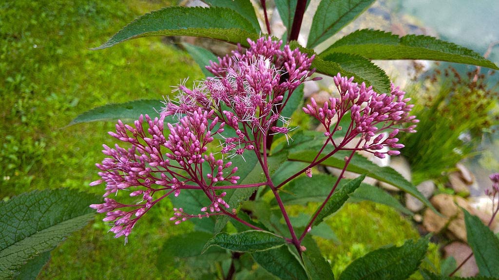 close up of the bright pink blooms of Joe-pyeweed with lots of tiny flowers forming a larger bloom on red stems