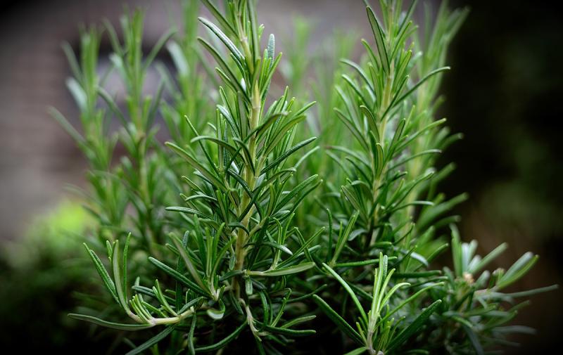 A picture of rosemary. 