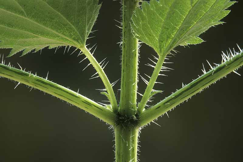 Close up of the stem and nodes of a nettles plant with the trichomes visible and jutting out like small needles on both stem and undersides of leaves.