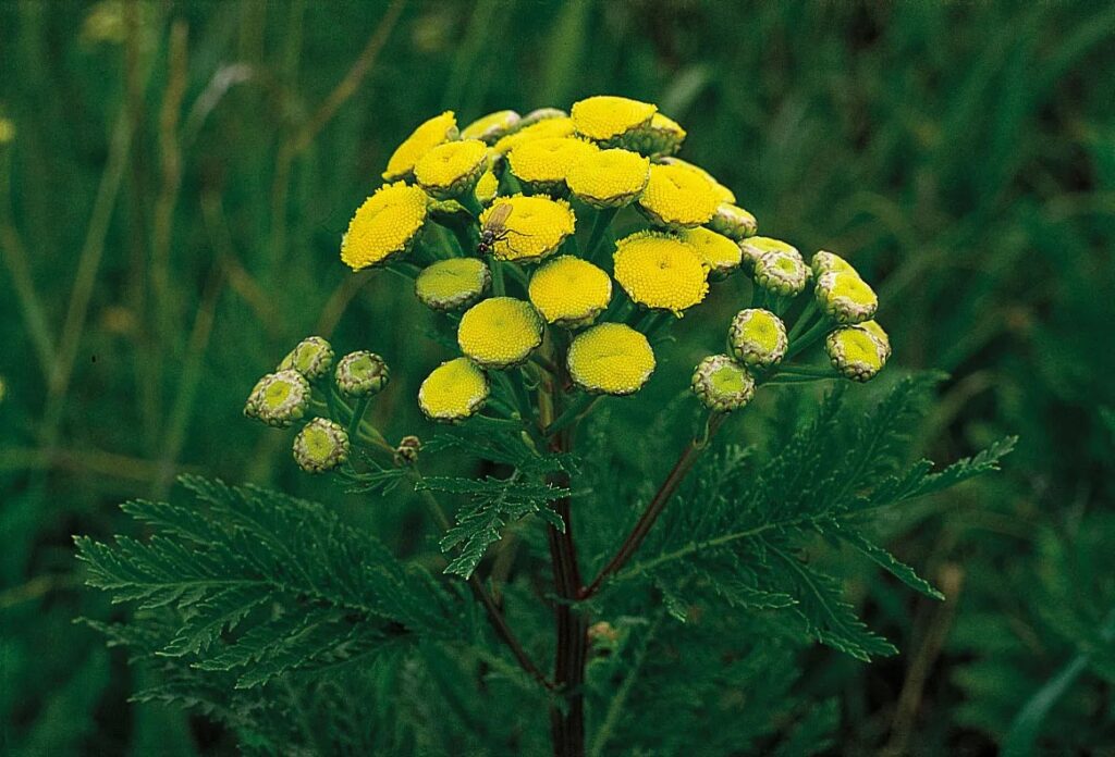 A picture of tansy, a yellow flower.