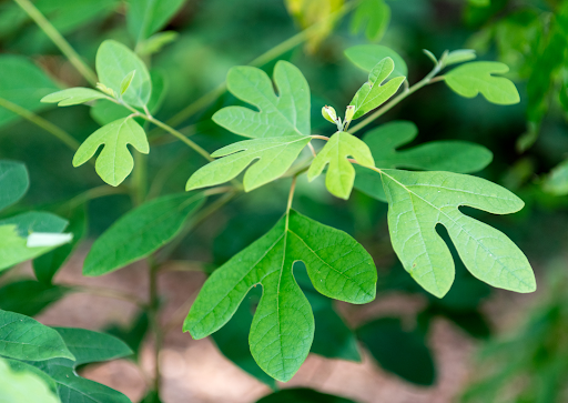 A green branch of sassafras which has leaves with three rounded peaks.
