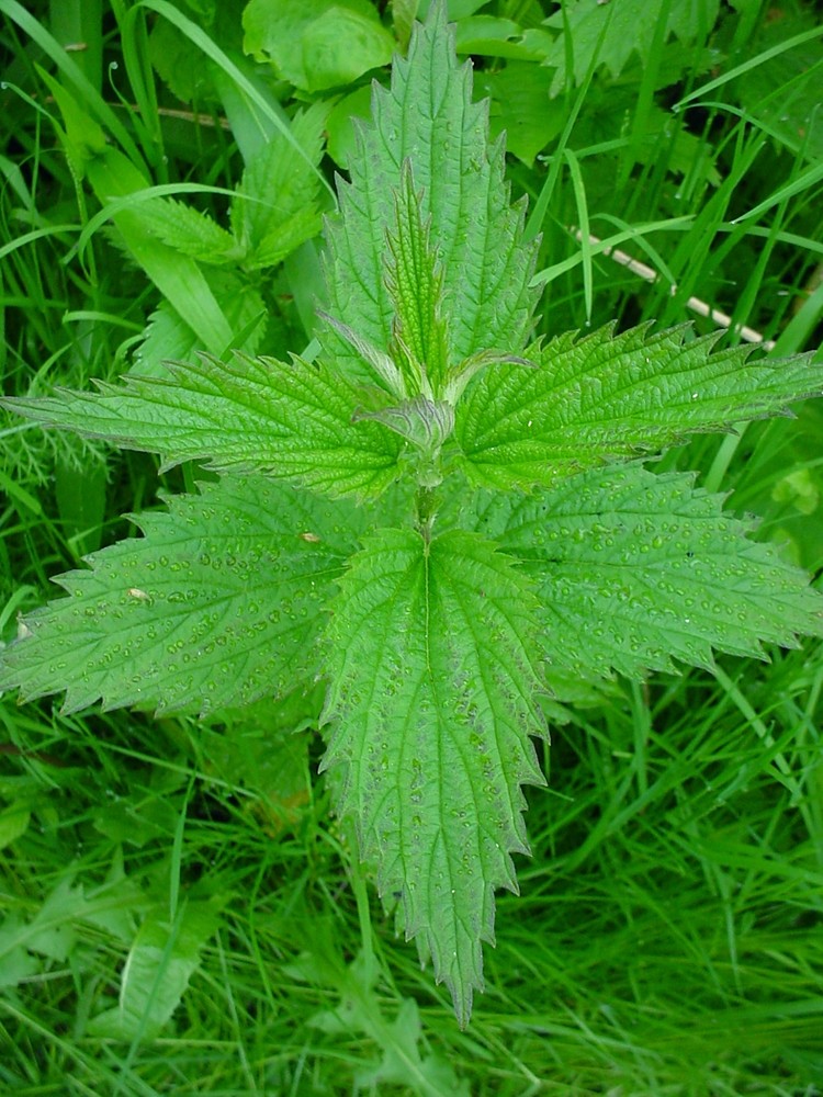 top-down view of a bright green stinging nettle whose leaves have a hint of red on the teeth-like edges.