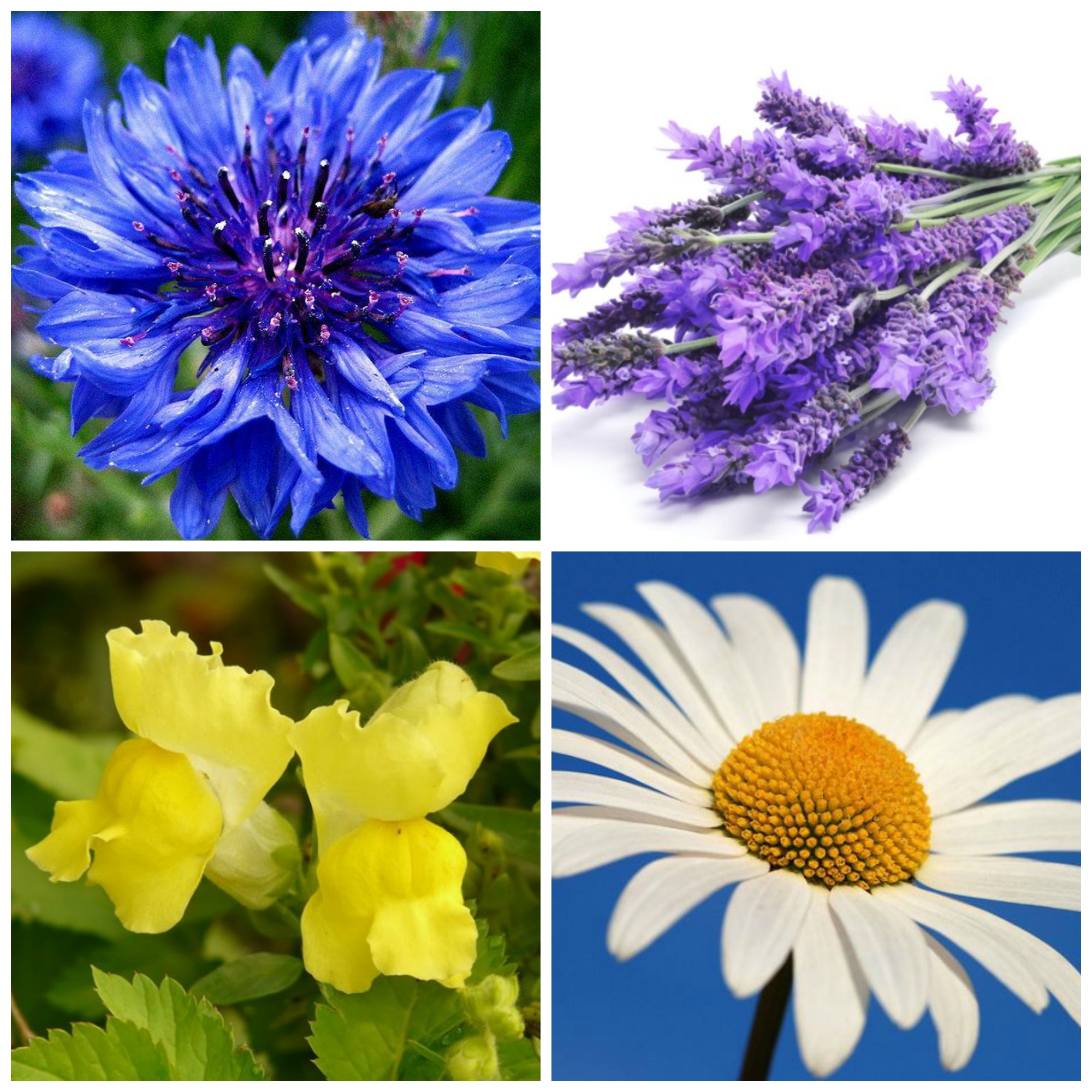 5- La flora. – Green Italian