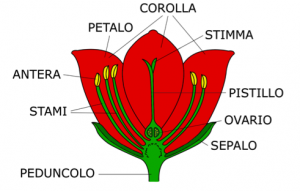 flora-1