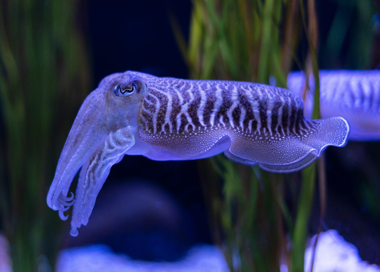 A cephalopod