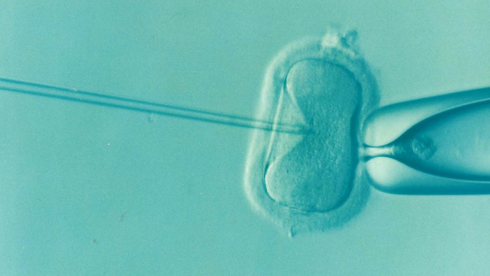 IVF scientific image