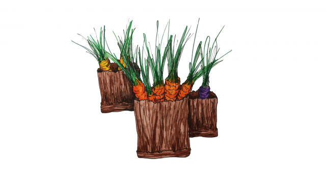 Illustration of carrots in bags