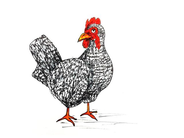 Illustration of a chicken