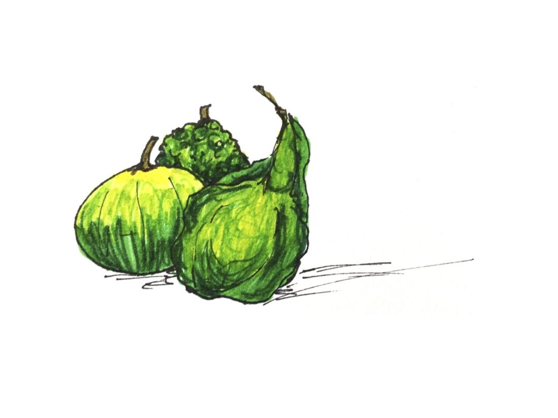 Illustration of three green gourds