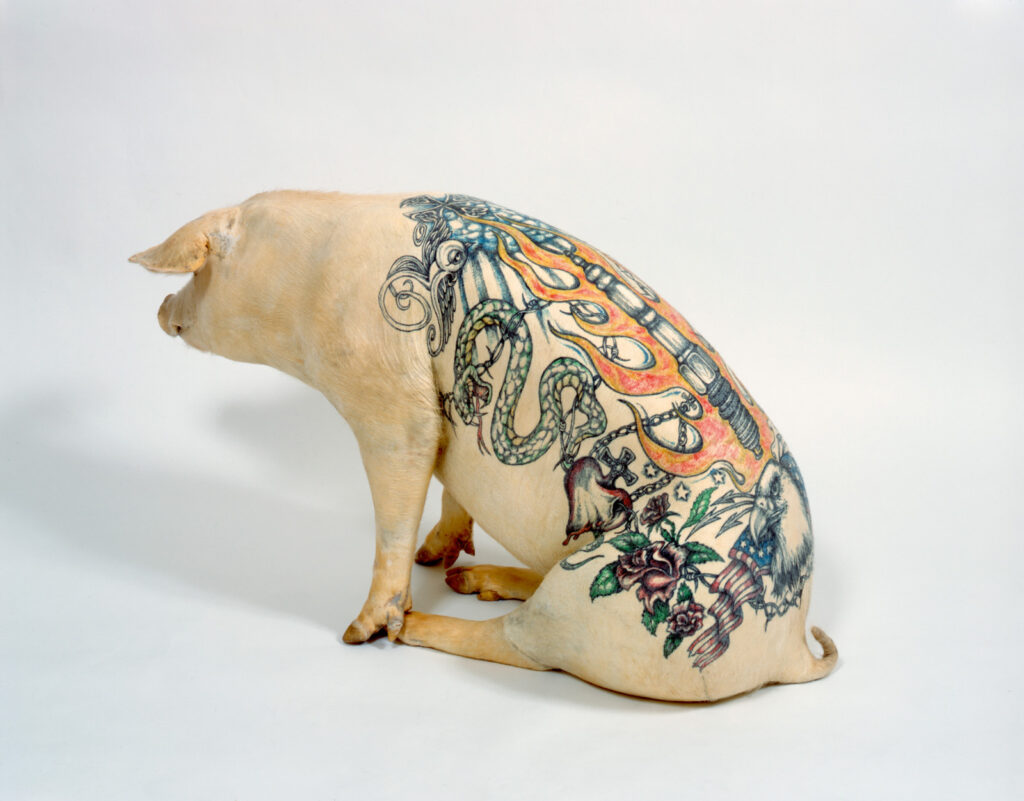 Wim Delvoye pig, "Donata"