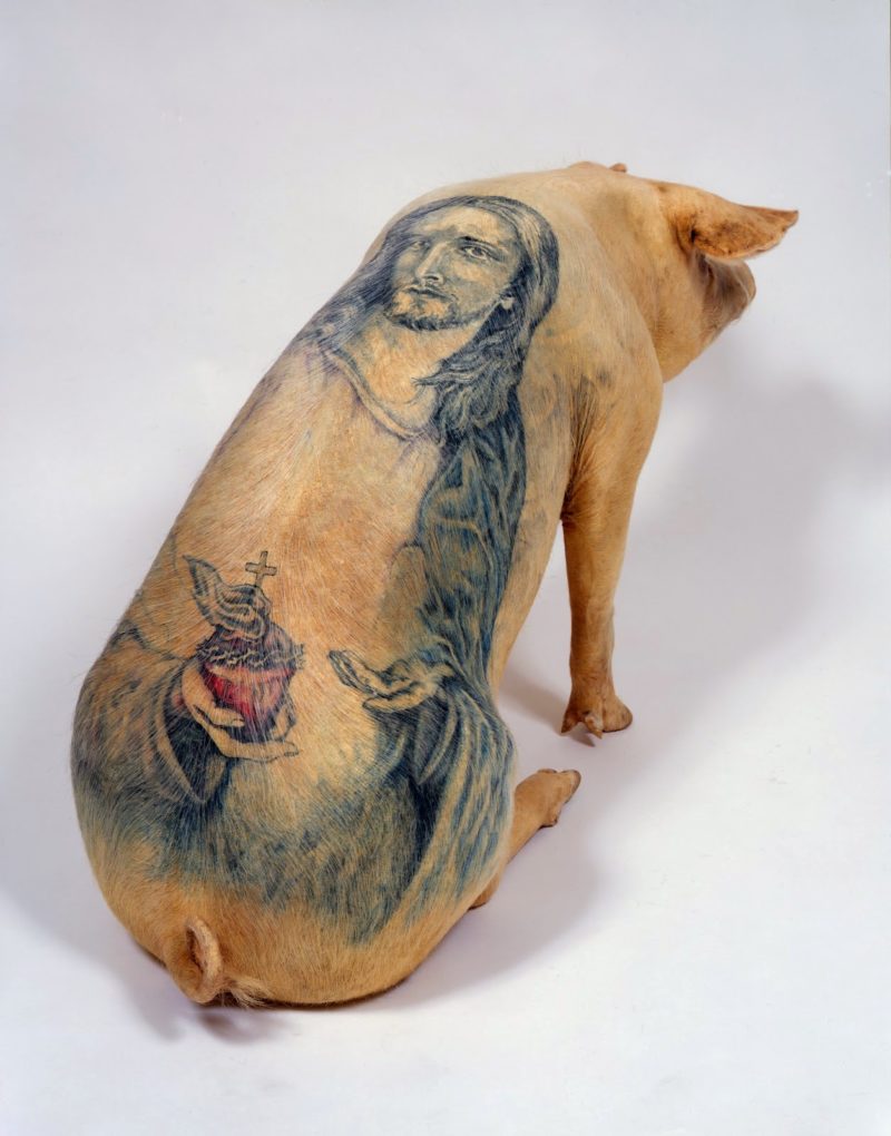 Wim Delvoye pig, "Koi"