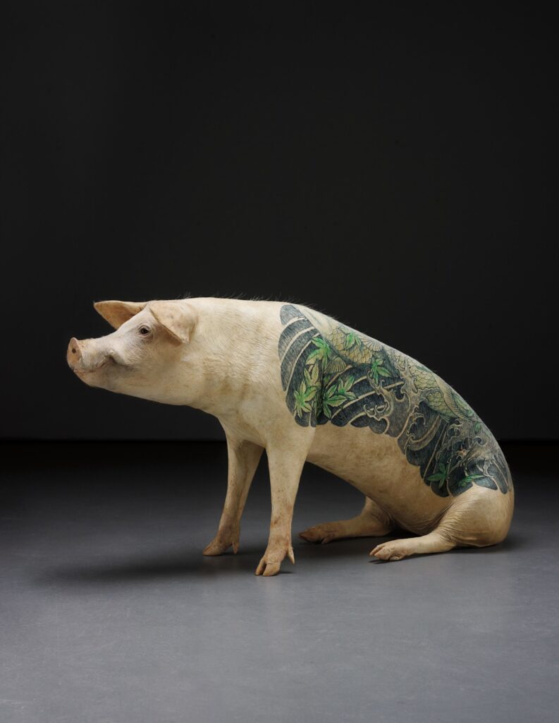Wim Delvoye pig, "Koi"