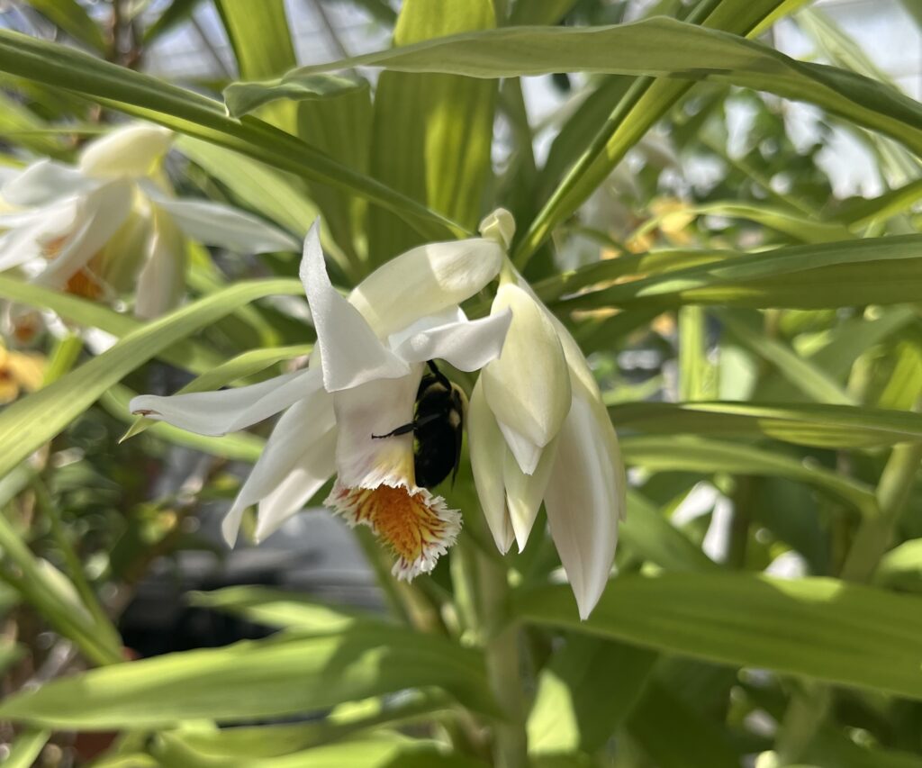 bumblebee in flower