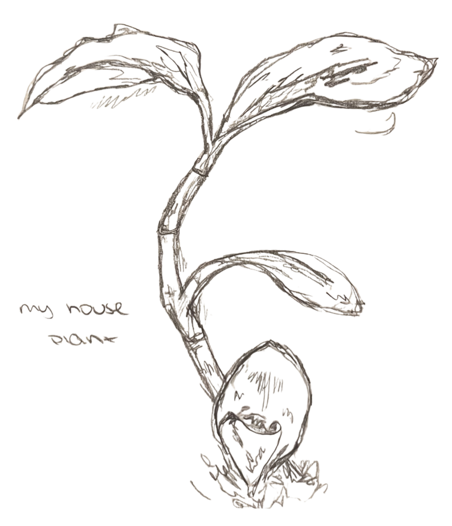 house plant