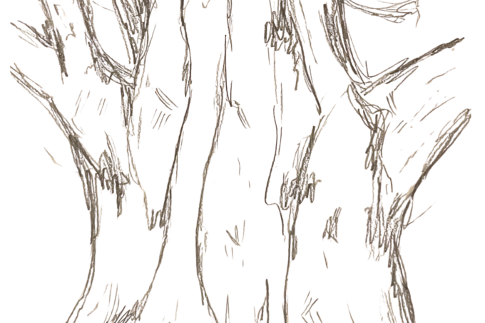 ginkgo tree base