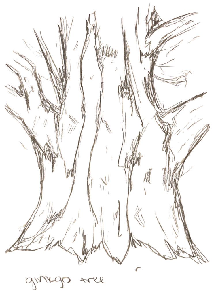 ginkgo tree base