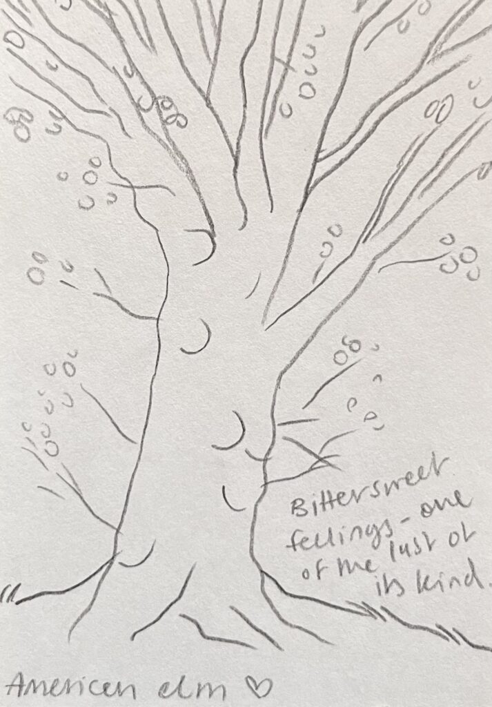 american elm with a story