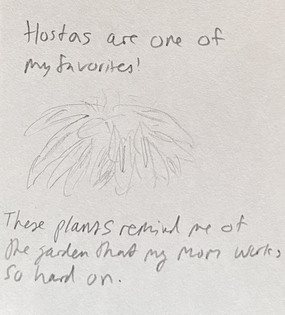 hostas drawing