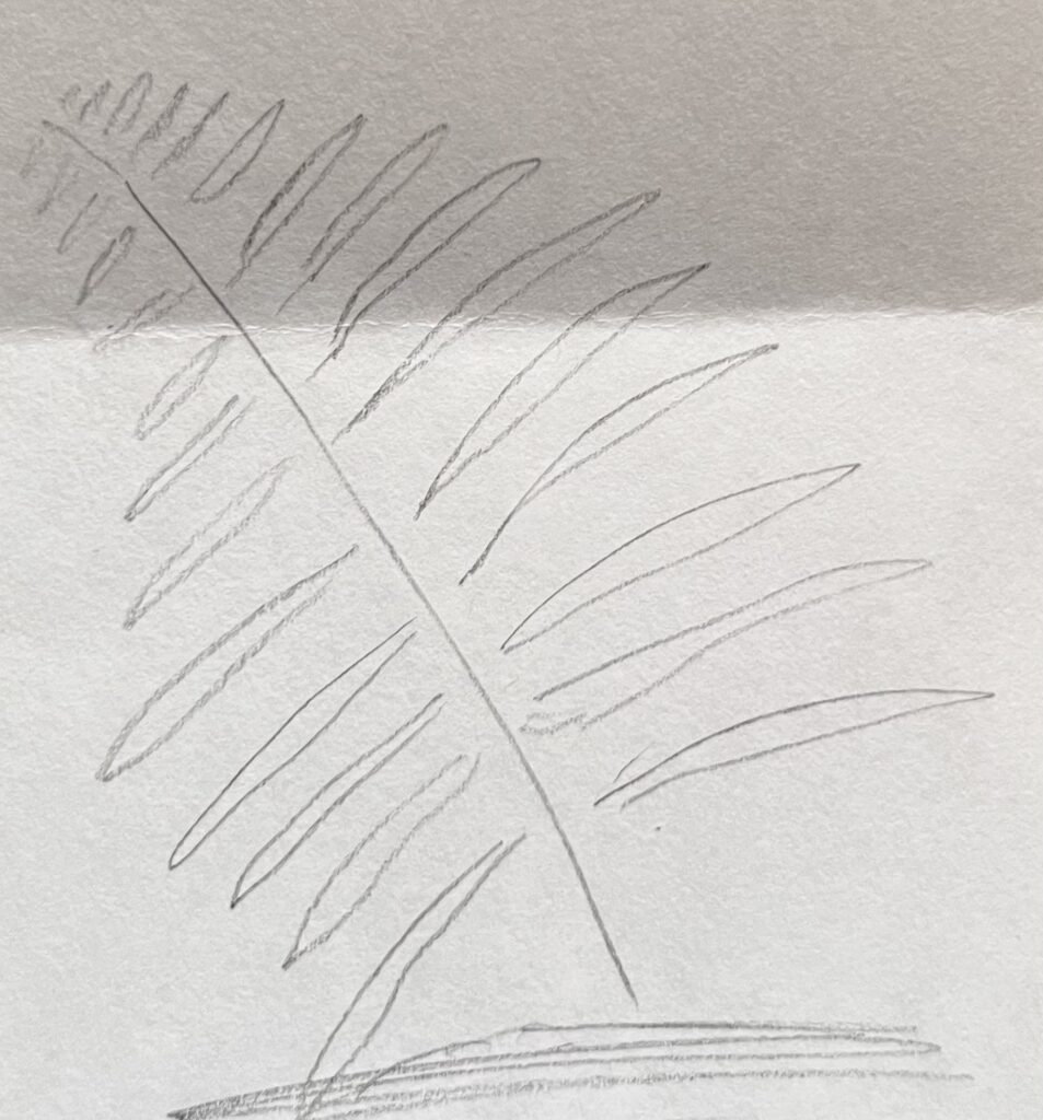 fern drawing