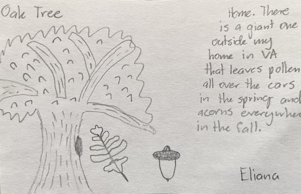 oak tree drawing
