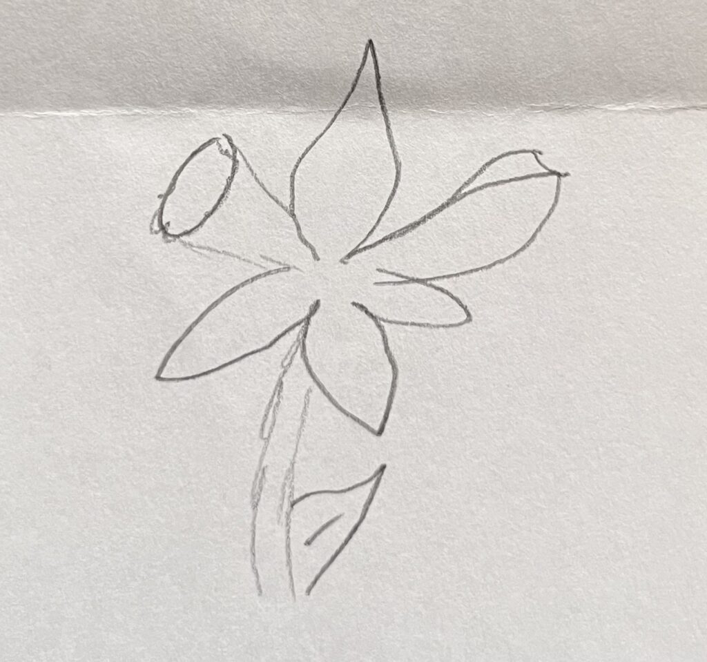 daffodil drawing