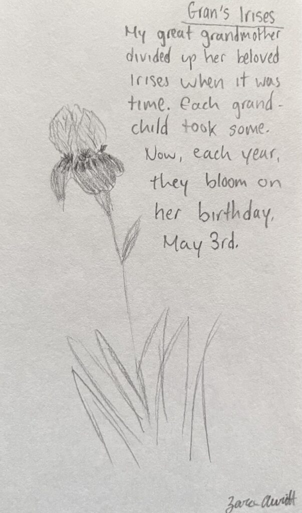 iris drawing
