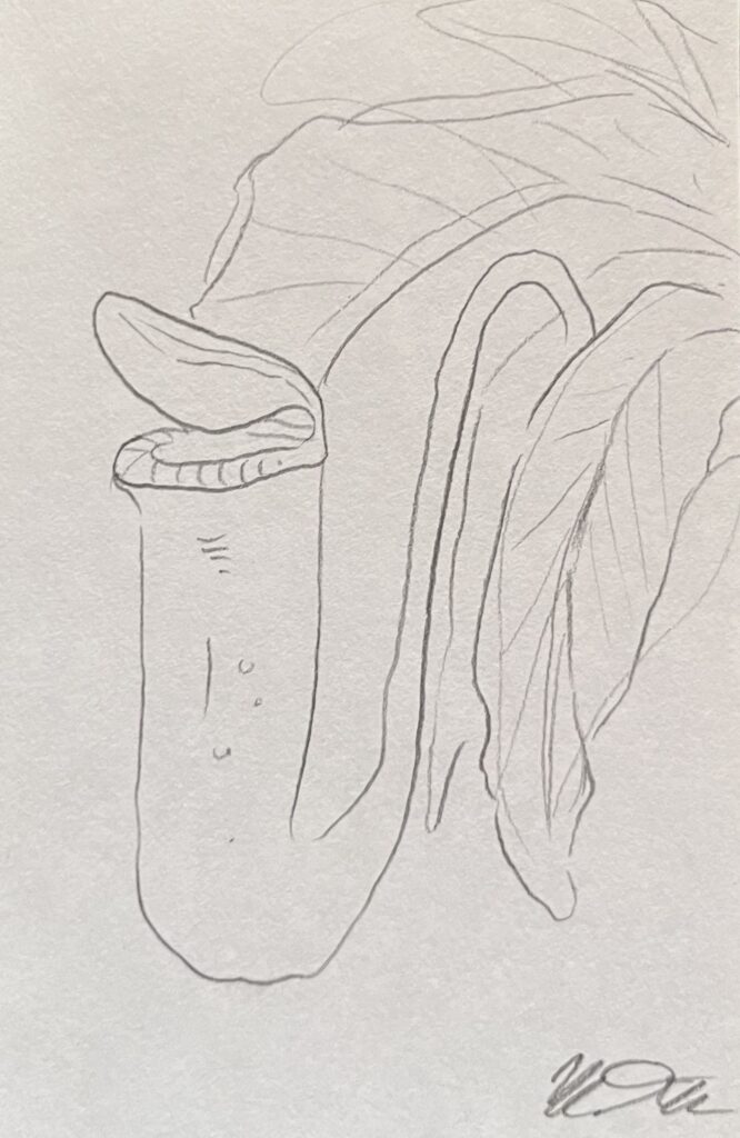 pitcher plant drawing